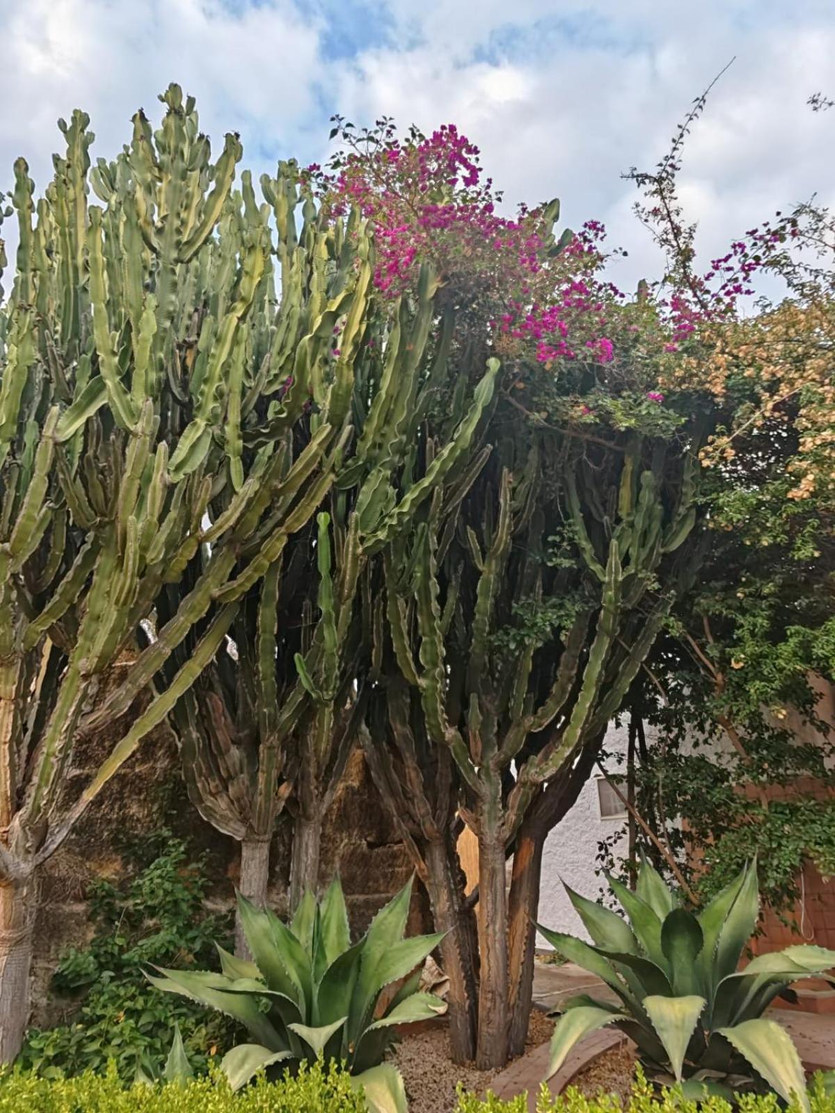 Il Carrubo Holiday home